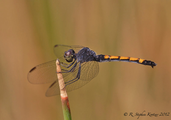 Erythrodiplax berenice, female